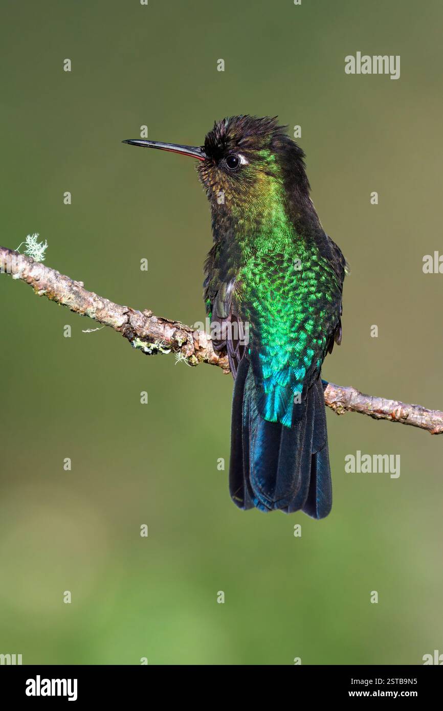 Hummingbird (Panterpe insignis) in una filiale, Costa Rica Foto Stock