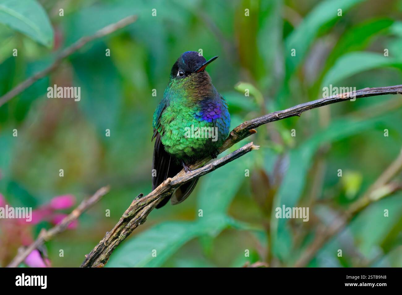 Hummingbird (Panterpe insignis) in una filiale, Costa Rica Foto Stock
