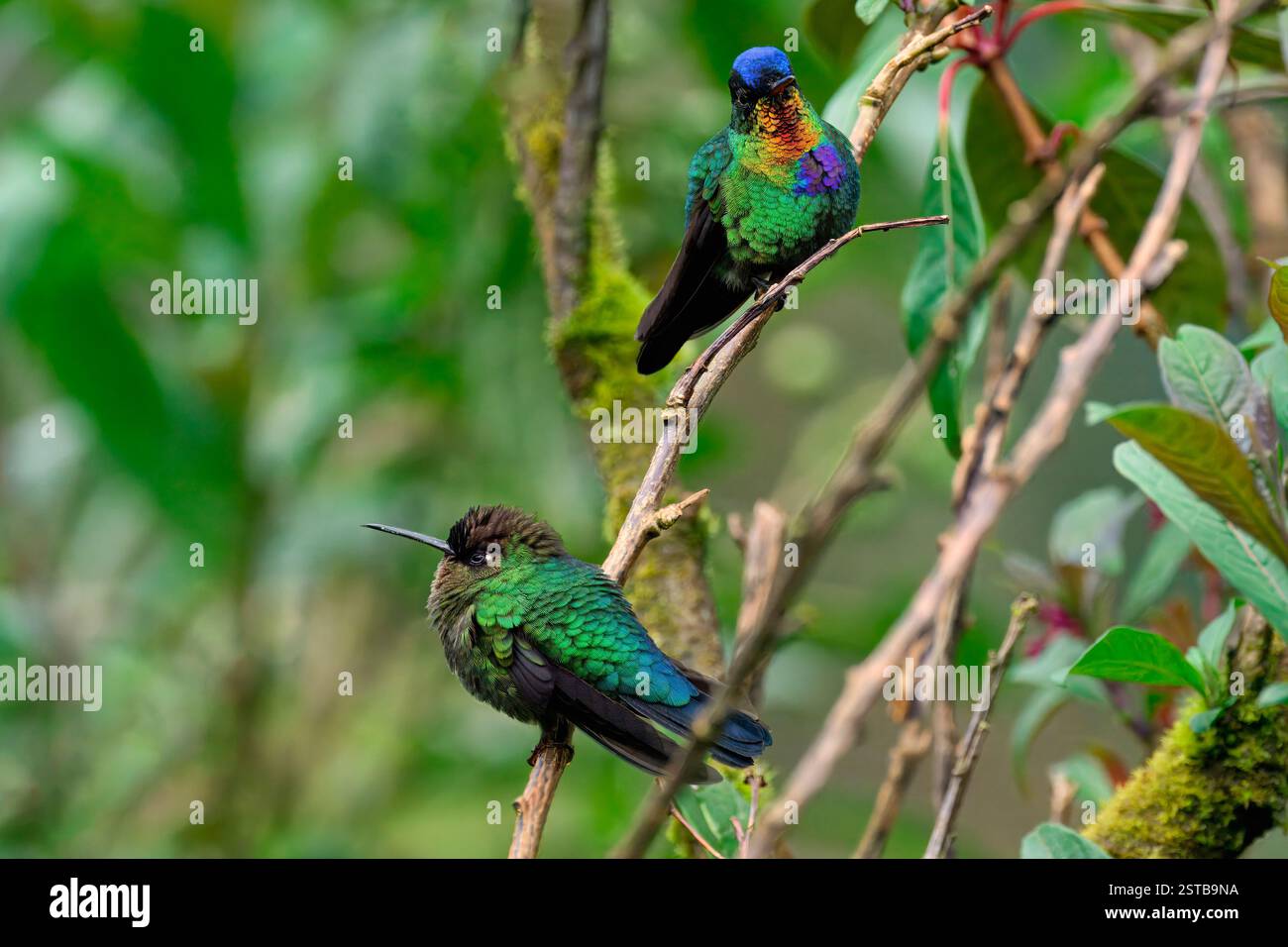 Due colibrì dalla gola ardente (Panterpe insignis) su un ramo, Costa Rica Foto Stock