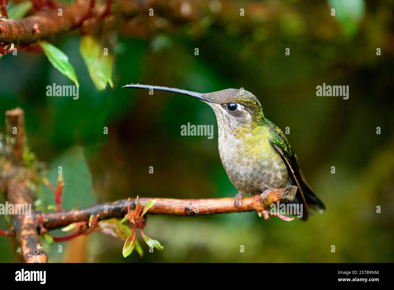 Talamanca colibrì o ammirevole colibrì (Eugenes spectabilis) su un ramo, Costa Rica Foto Stock