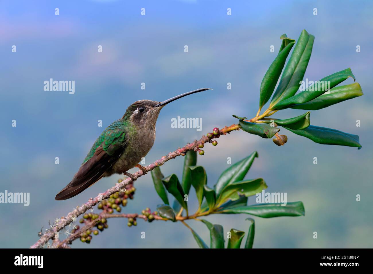 Talamanca colibrì o ammirevole colibrì (Eugenes spectabilis) su un ramo, Costa Rica Foto Stock