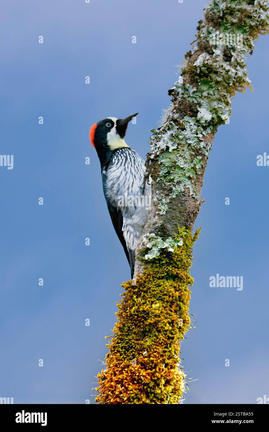 Acorn Woodpecker (Melanerpes formicivorus) su un albero, Costa Rica Foto Stock