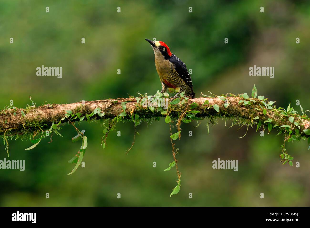 Maschio Woodpecker dalle guance nere (Melanerpes pucherani) su un ramo, Costa Rica Foto Stock
