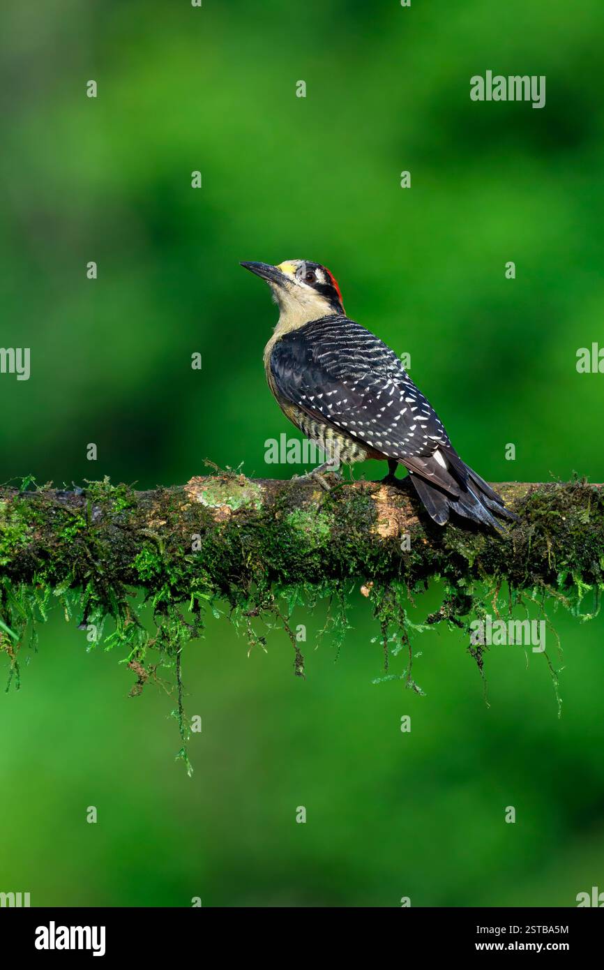 Maschio Woodpecker dalle guance nere (Melanerpes pucherani) su un ramo, Costa Rica Foto Stock