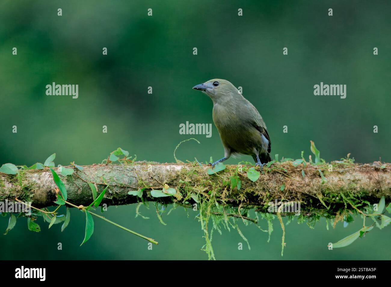 Palme (Thraupis palmarum) su una diramazione, Costa Rica Foto Stock