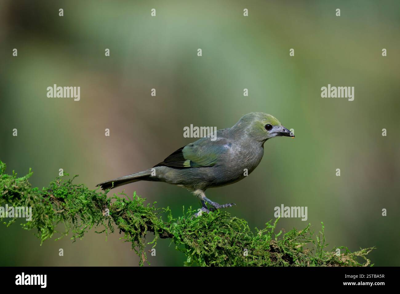 Palme (Thraupis palmarum) su una diramazione, Costa Rica Foto Stock