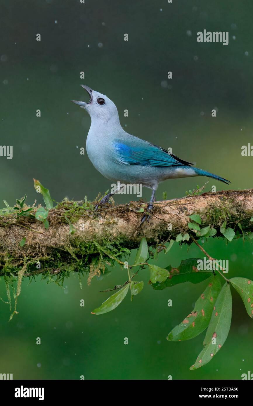 Tanager grigio-blu (Thraupis episcopus) su un ramo sotto la pioggia, Costa Rica Foto Stock