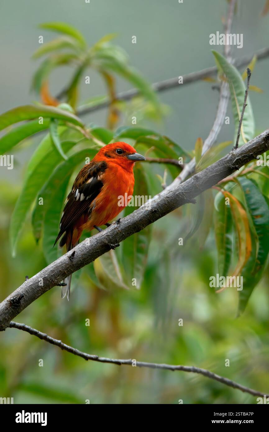 Tanager di colore fiamma maschile (Piranga bidentata) su un ramo, Costa Rica Foto Stock