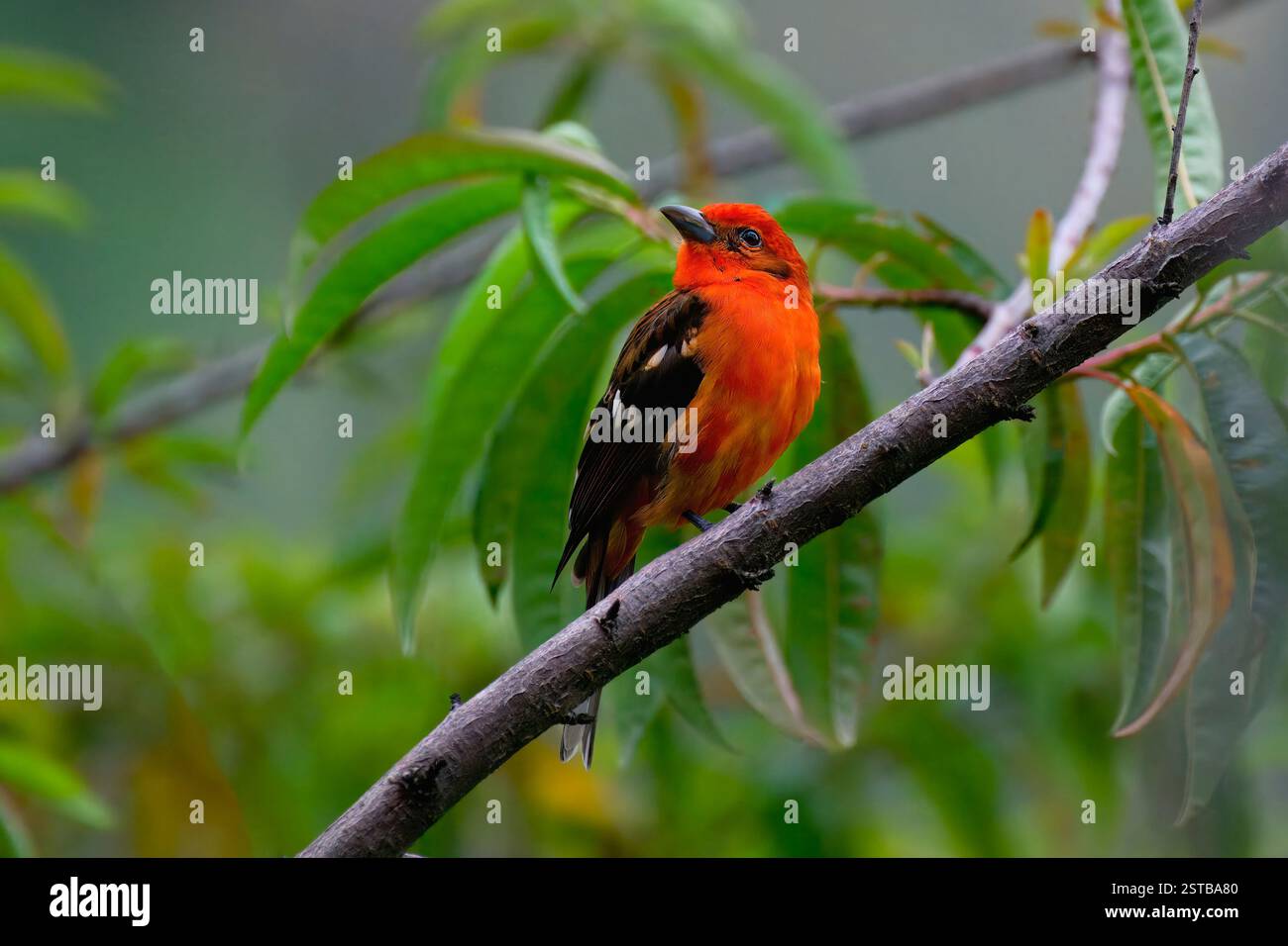 Tanager di colore fiamma maschile (Piranga bidentata) su un ramo, Costa Rica Foto Stock