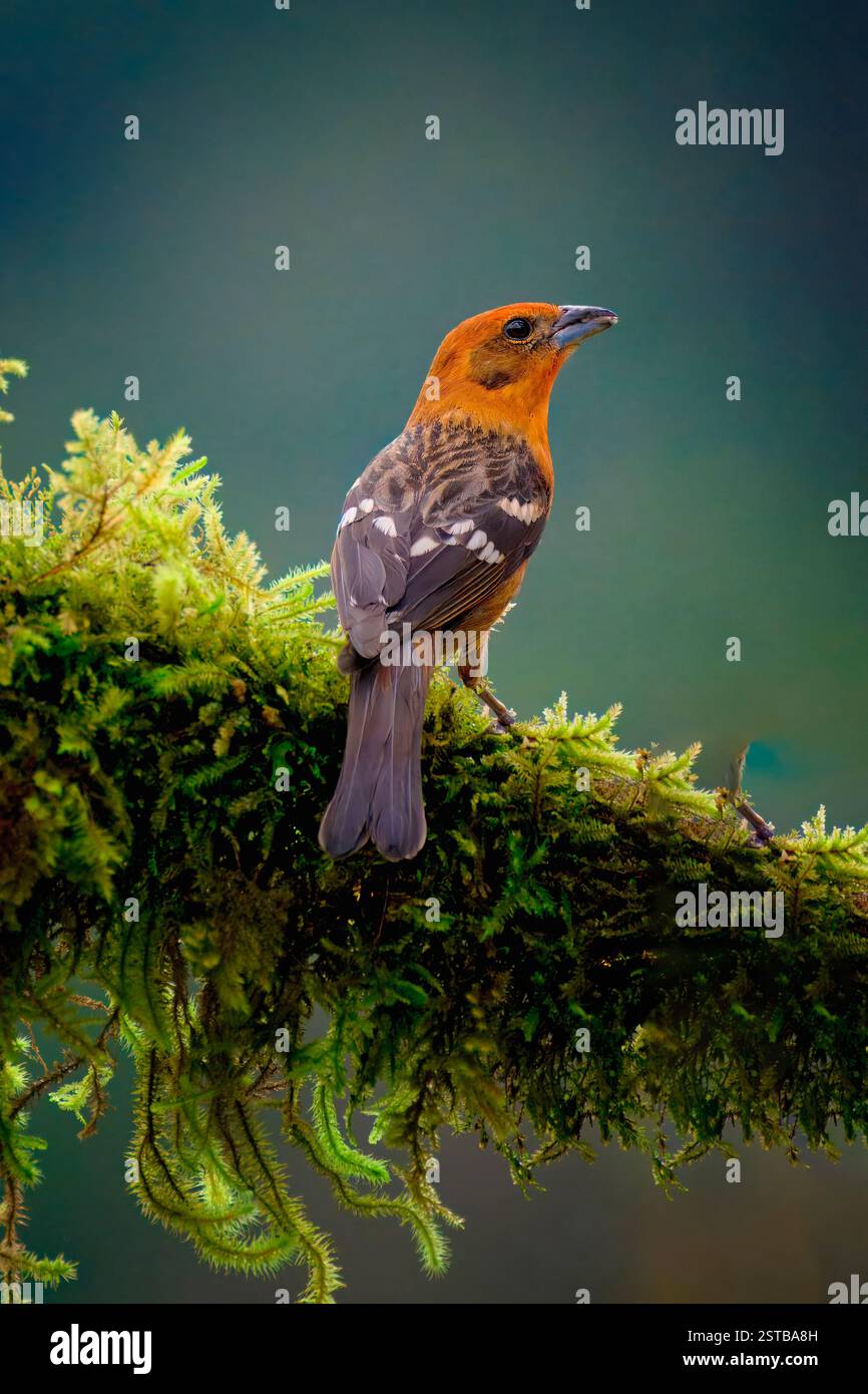 Tanager di colore fiamma maschile (Piranga bidentata) su un ramo, Costa Rica Foto Stock