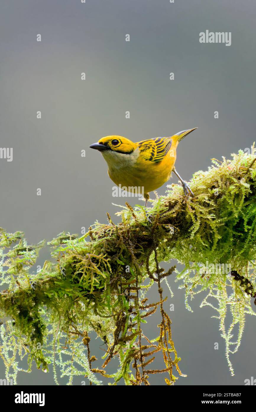 Tanager dalla gola d'argento (Tangara icterocephala) su un ramo, Costa Rica Foto Stock