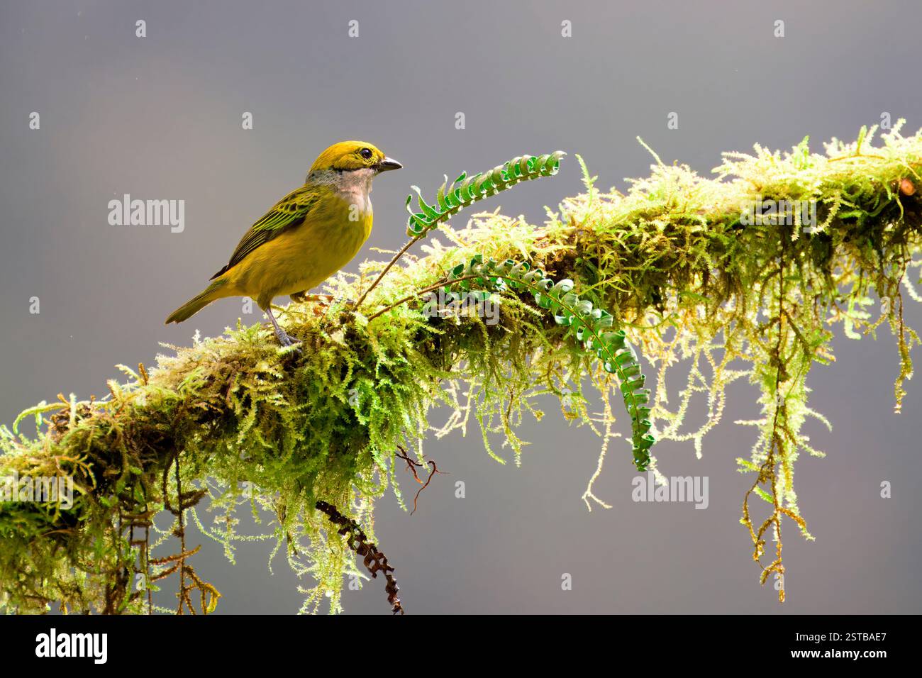 Tanager dalla gola d'argento (Tangara icterocephala) su un ramo, Costa Rica Foto Stock