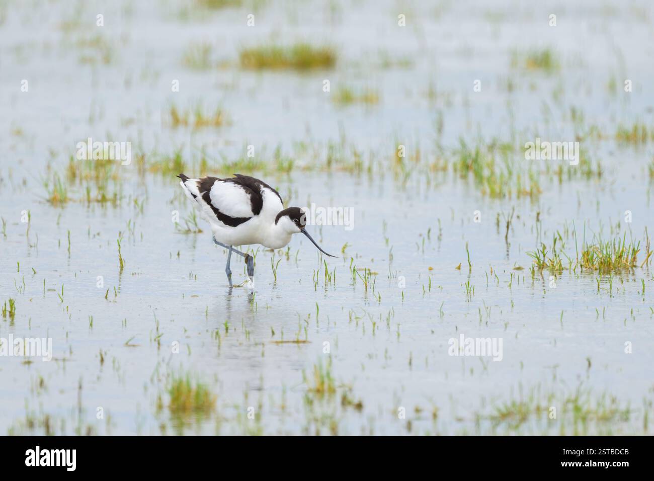 Un Pied Avocet che cammina in acque poco profonde, primavera in Austria Foto Stock