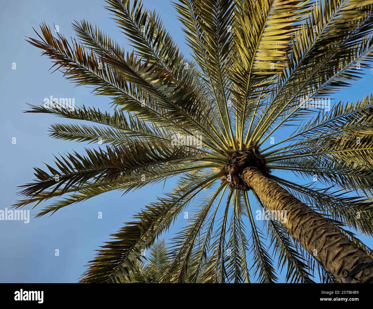Vista dal basso di una palma da dattero su un cielo blu vibrante Foto Stock