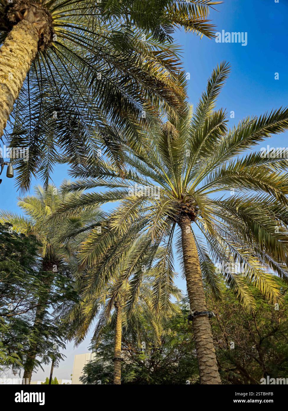 Un ritratto da una prospettiva vermi-occhio di corone di palme a Dubai Foto Stock