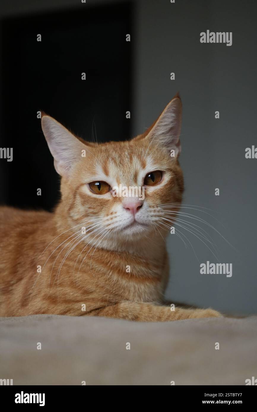 Bellissimo gattino arancione Foto Stock