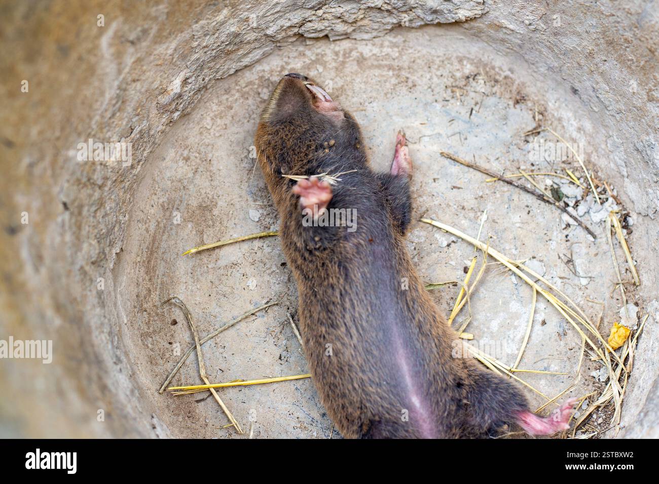 Roditore animale comune ratto talpa catturato in un secchio. Parassiti di colture agricole in un terreno di giardino. Foto Stock