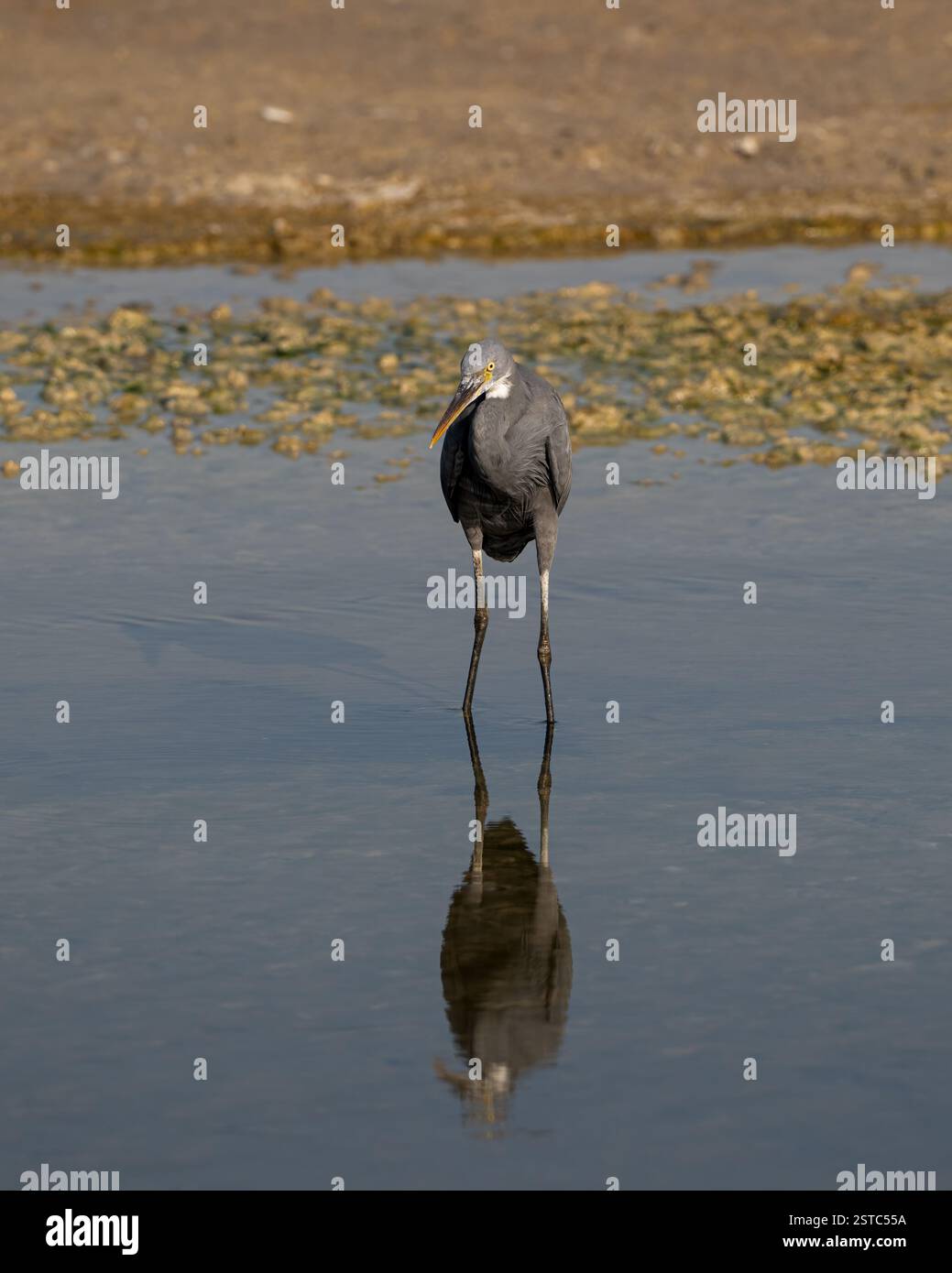 Un airone di barriera occidentale (Egretta gularis) fermo nelle acque poco profonde del lago con il suo riflesso nell'acqua. Foto Stock