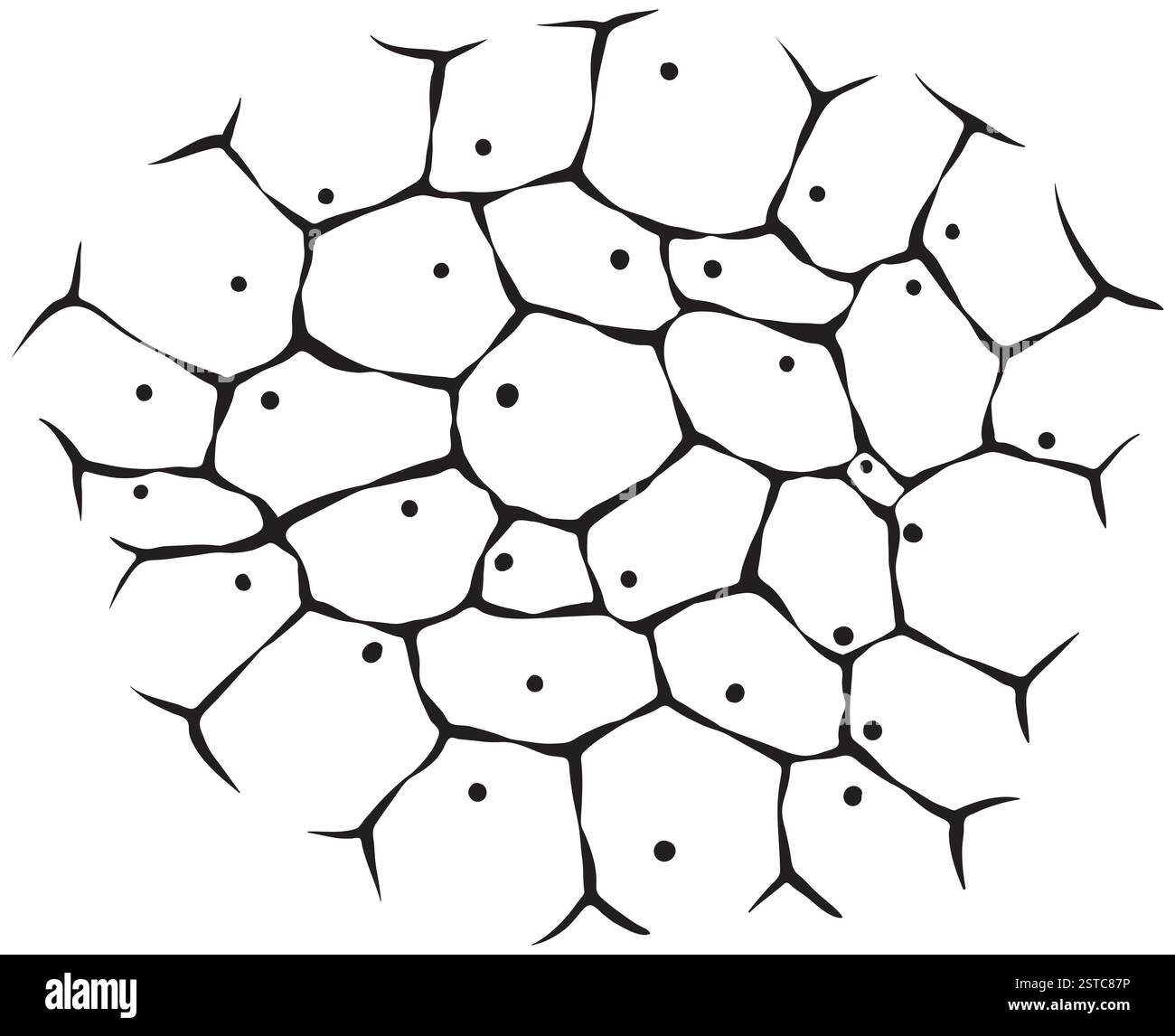 Le cellule del tessuto vivente - illustrazione in bianco e nero Foto Stock