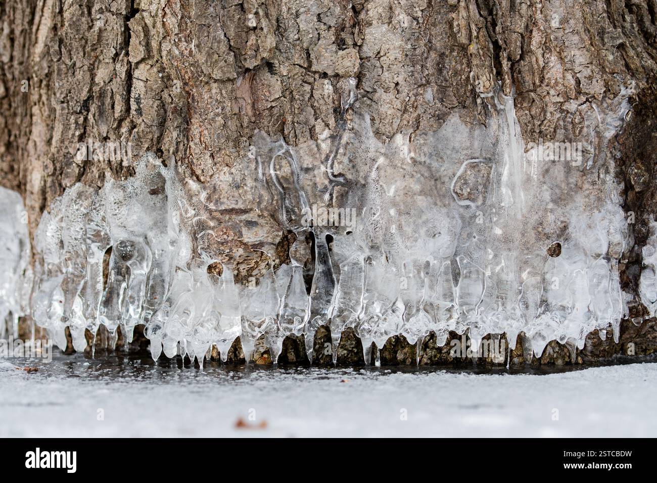 Radici e corteccia di un albero avvolto nel ghiaccio in inverno Foto Stock