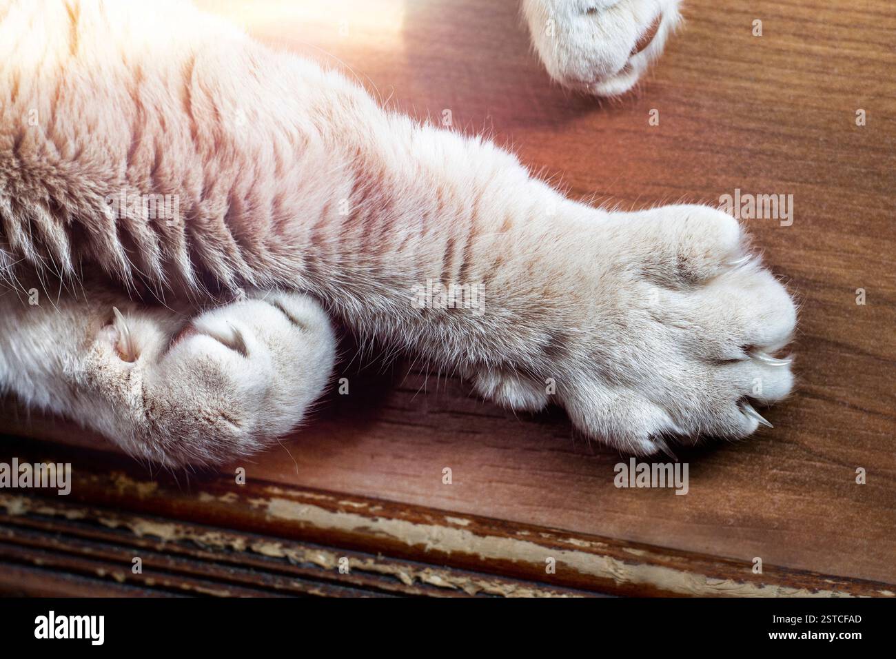 Zampe di gatto mentre si estendono le gambe anteriori ed espongono gli artigli Foto Stock