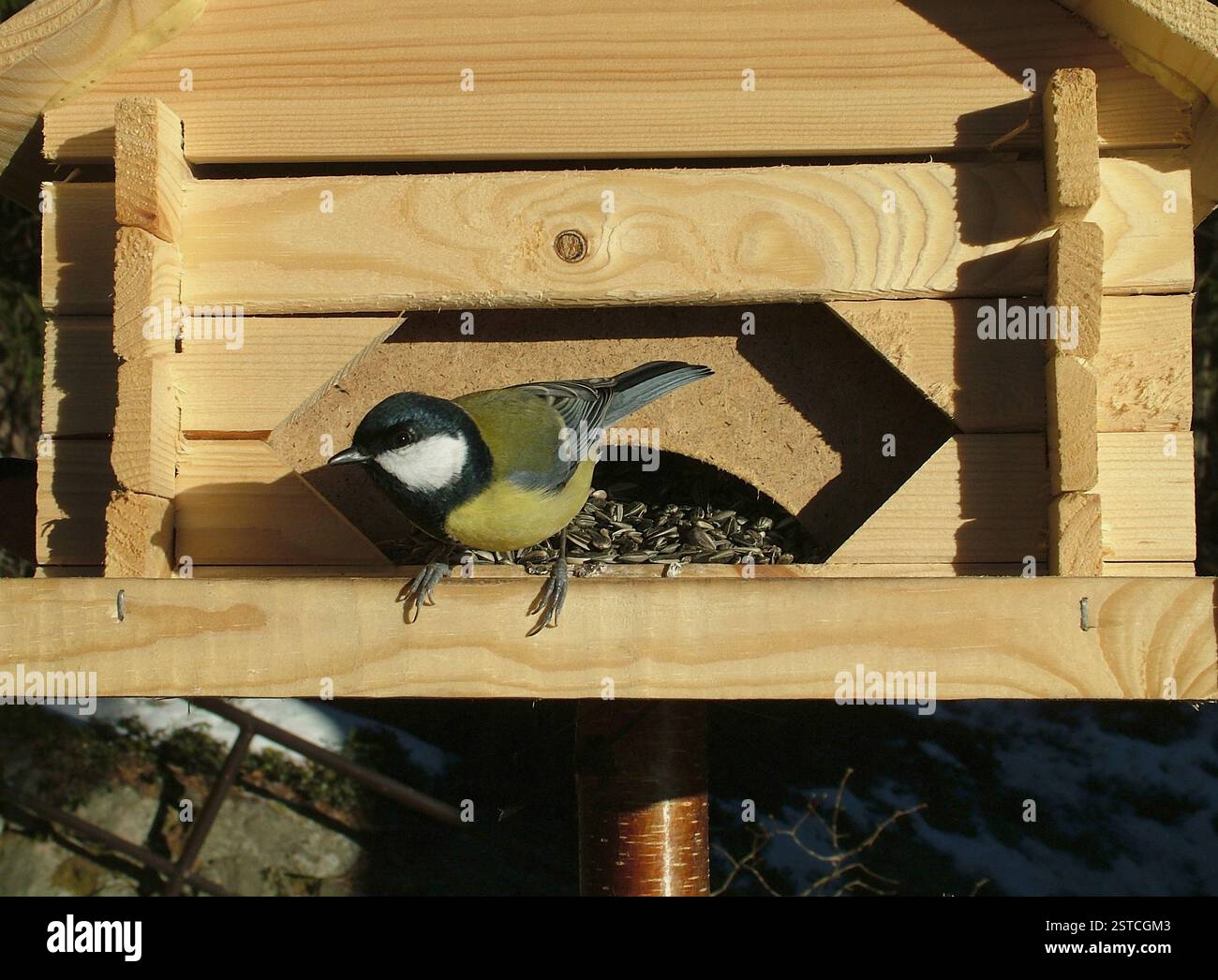L'uccello maggiore sulla casa degli uccelli Foto Stock