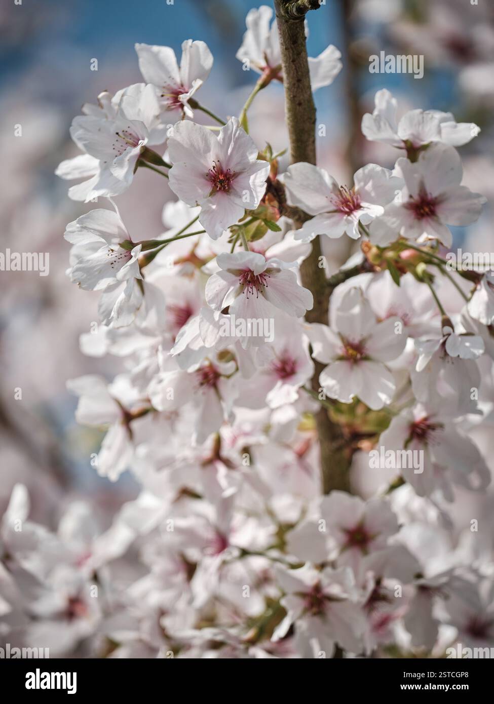 Delicati fiori di ciliegio in piena fioritura, bagnati dalla calda luce del sole. Vista ravvicinata di petali rosa tenui e intricati stami su un cielo blu delicato. Foto Stock