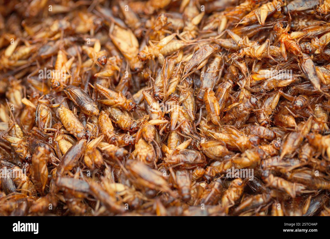 Insetti commestibili - fritti in grilli ad olio Foto Stock