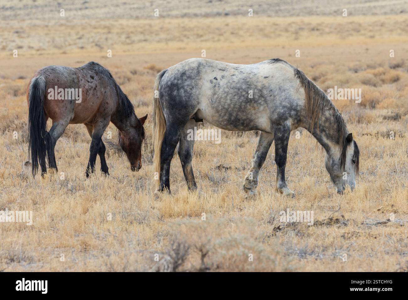 Uno stallone roan della baia e un roan mustang blu pascolano nell'arido deserto del Nevada vicino al lago Pyramid, mostrando la bellezza dei cavalli selvatici nella loro natura Foto Stock