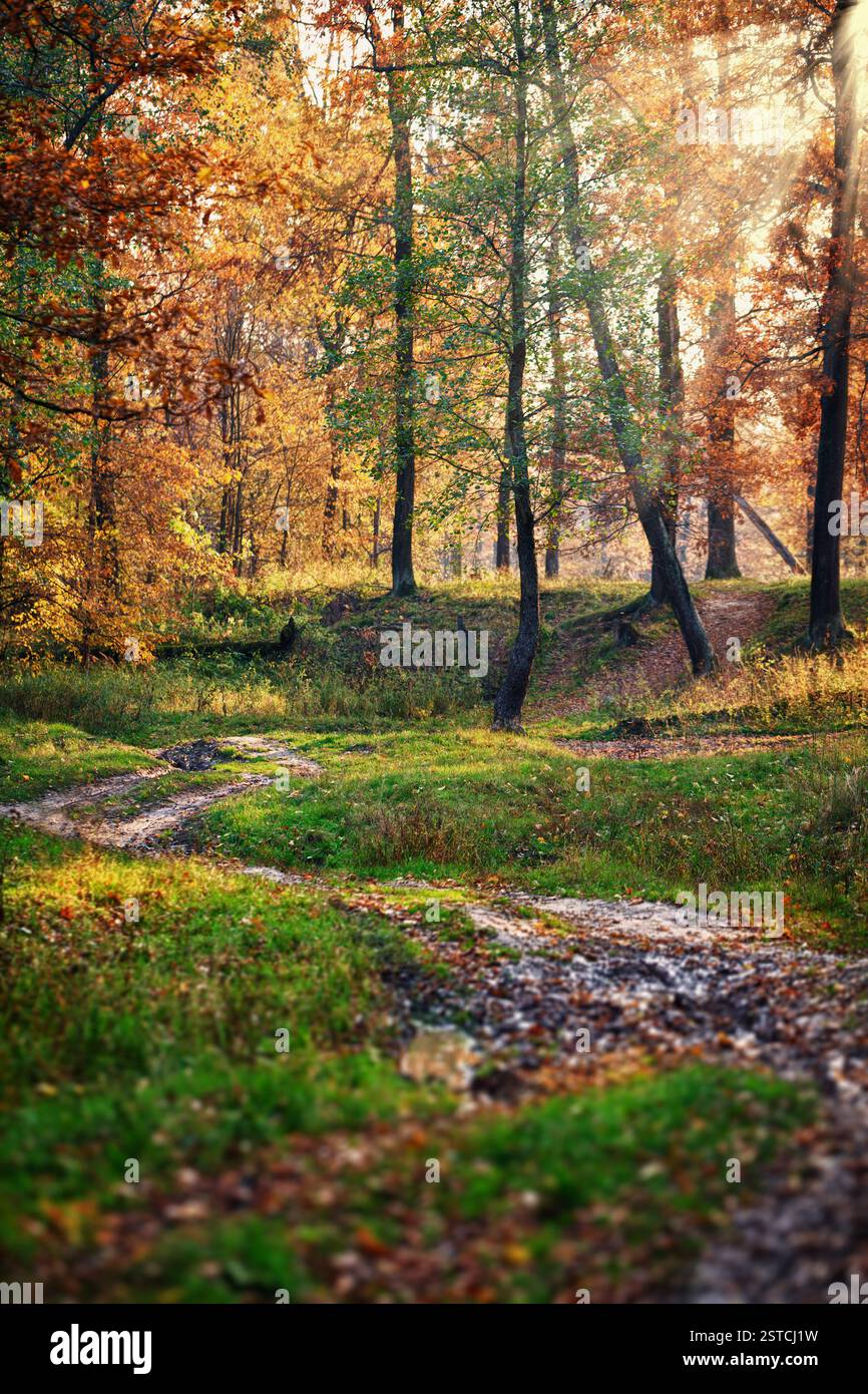 Mattinata di sole nella splendida foresta di querce Foto Stock