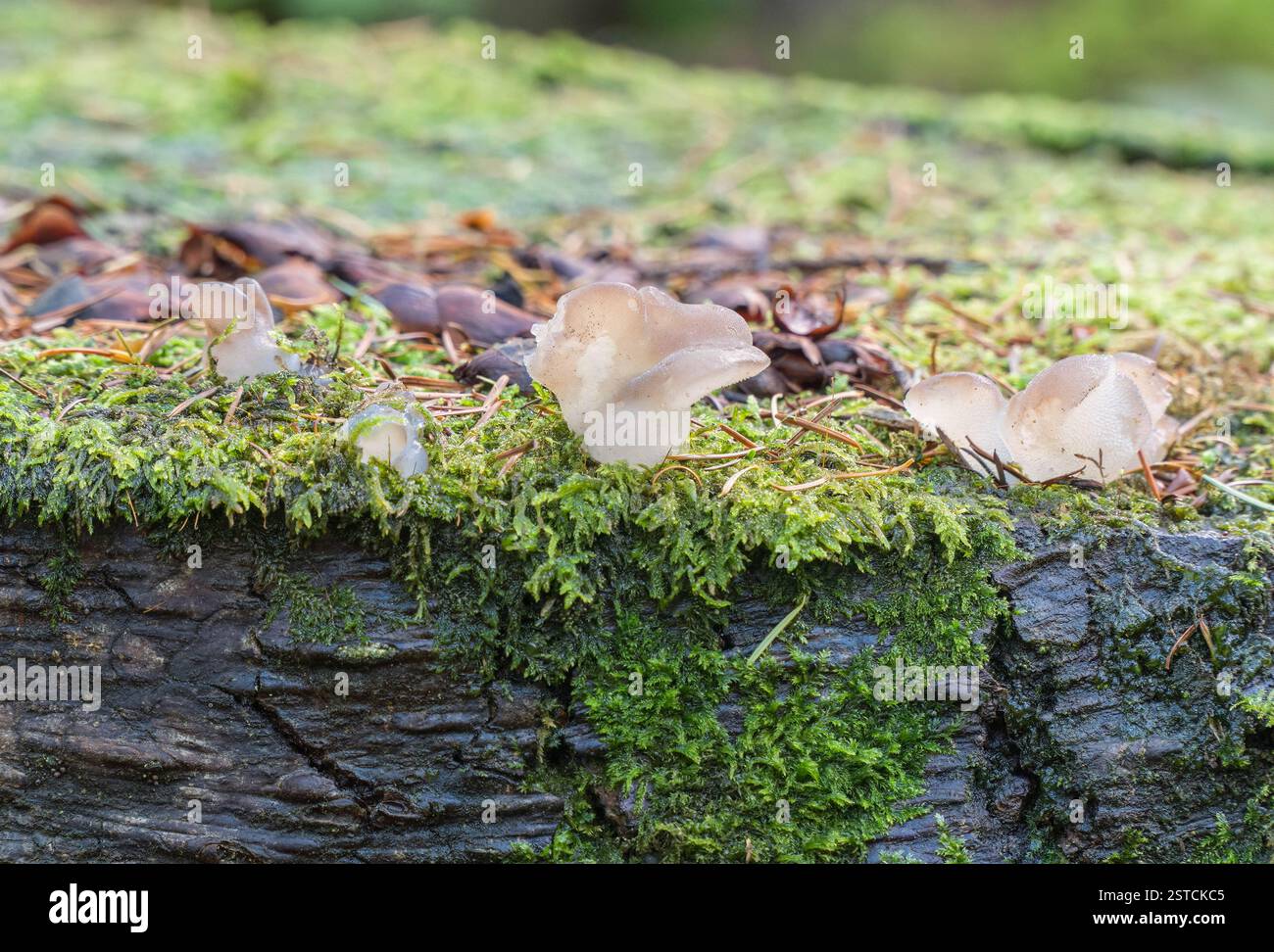 Fungo della gelatina dentata (Pseudohydnum gelatinosum) che cresce su un ceppo di alberi in decomposizione ricoperto di muschio. Herefordshire Inghilterra Regno Unito. Ottobre 2024. Foto Stock