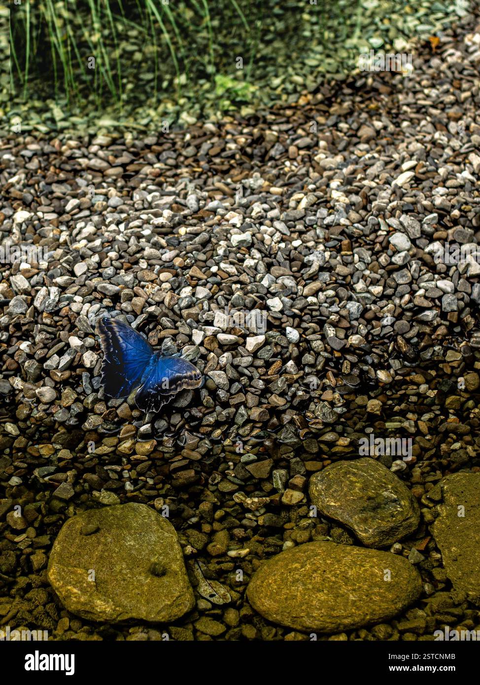 Farfalla blu in piedi accanto all'acqua, su piccole pietre, con piante circostanti in un giardino tropicale di farfalle a Iasi Romania, Nativa Foto Stock