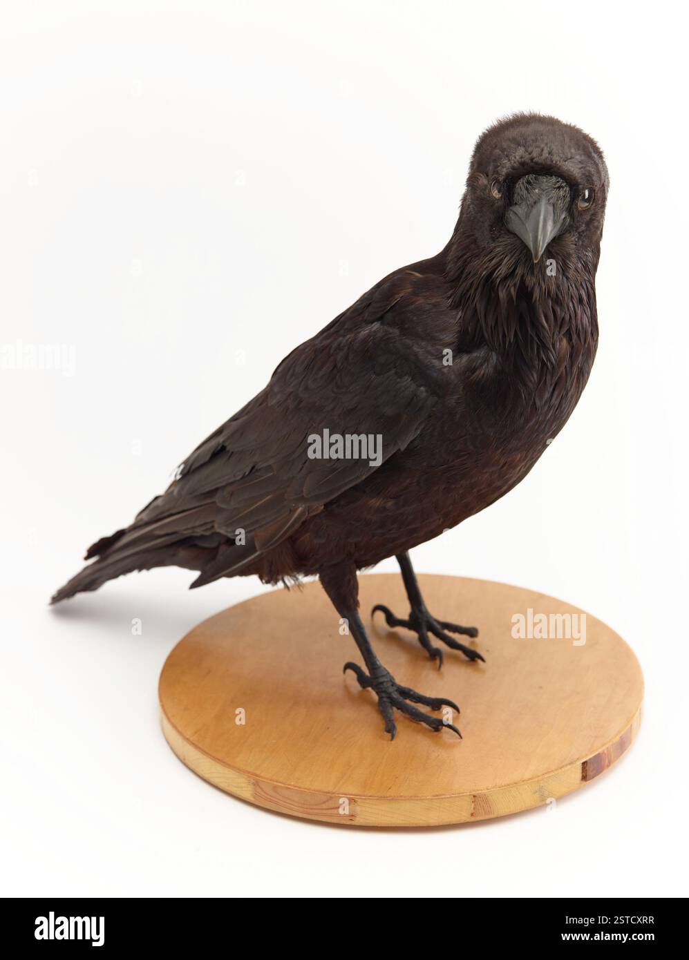 Un esemplare tassidermico di corvo (Corvus corax), meticolosamente conservato per mostrare le caratteristiche naturali di questo grande uccello. Il corvo, noto per la sua intelligenza e adattabilità, è originario dell'emisfero settentrionale. Foto Stock Un esemplare tassidermico di corvo (Corvus corax), meticolosamente conservato per mostrare le caratteristiche naturali di questo grande uccello. Il corvo, noto per la sua intelligenza e adattabilità, è originario dell'emisfero settentrionale. Foto Stock