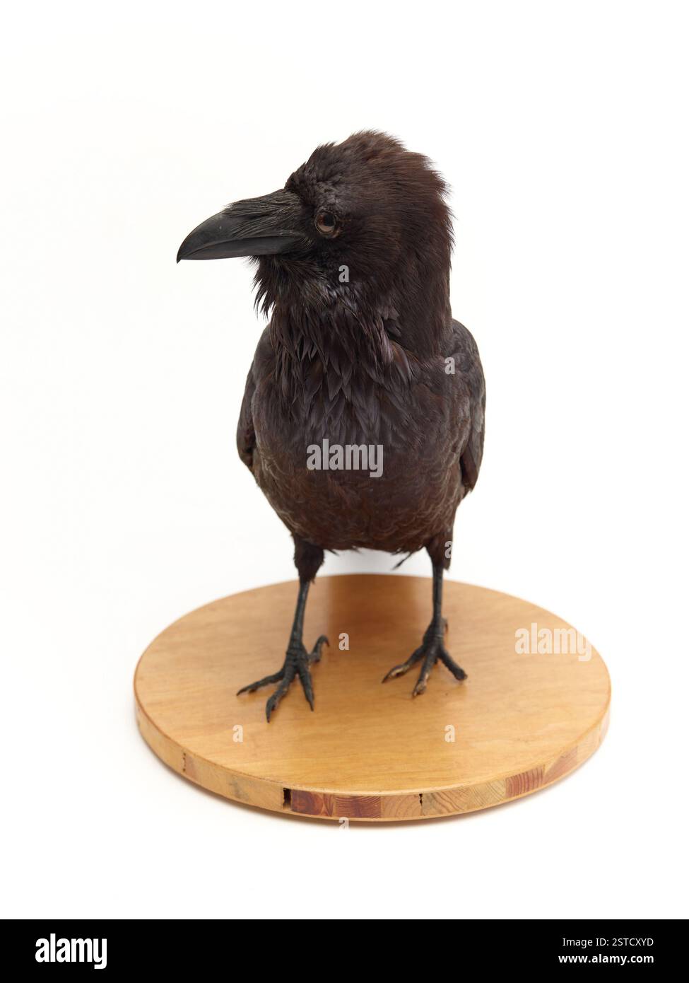 Un corvo tassidermico conservato (Corvus corax), sapientemente montato per mostrare le caratteristiche naturali dell'uccello. Il corvo, simbolo di intelligenza, è uno degli uccelli più studiati in ornitologia. Foto Stock