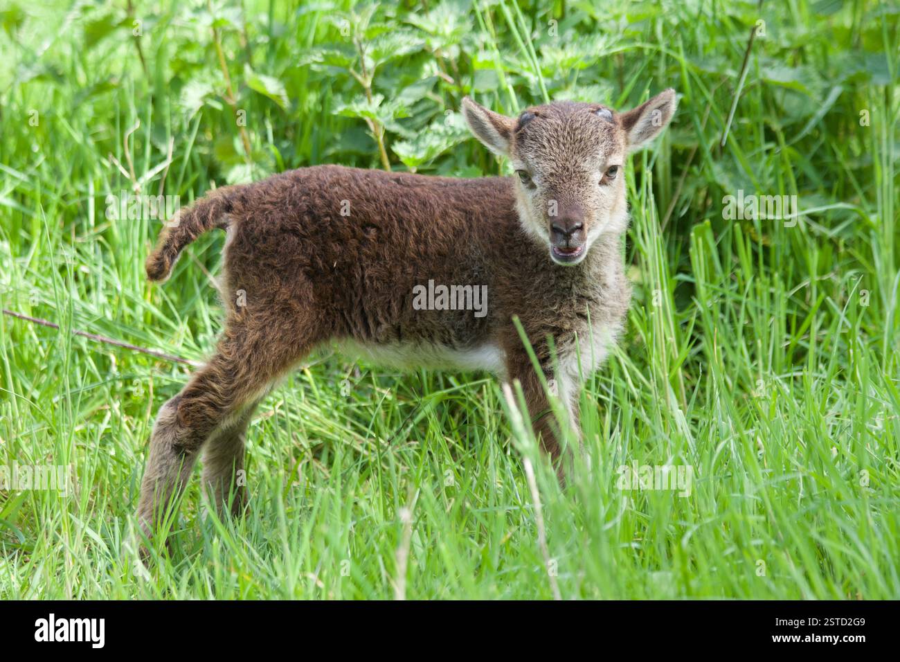 Castlemilk Moorit Lamb, Spitalfields City Farm, Londra Foto Stock
