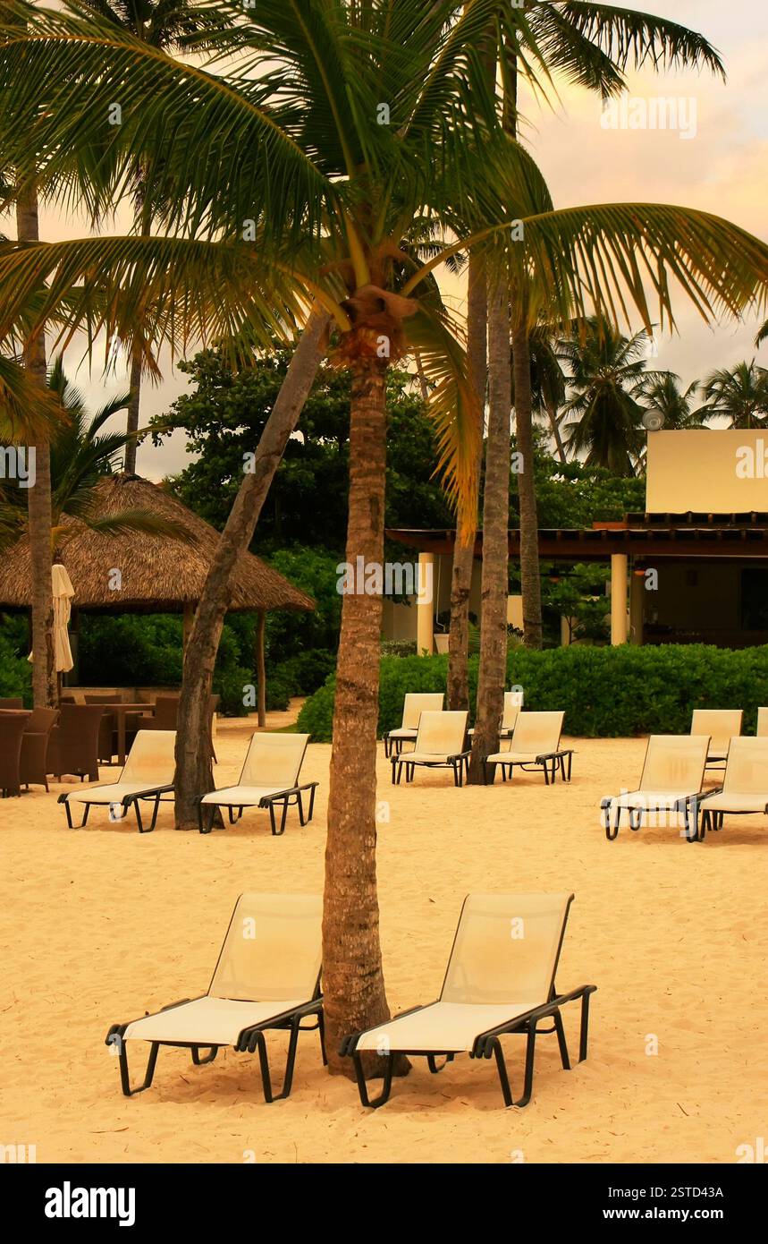 Sedie a sdraio e palme su una spiaggia Foto Stock