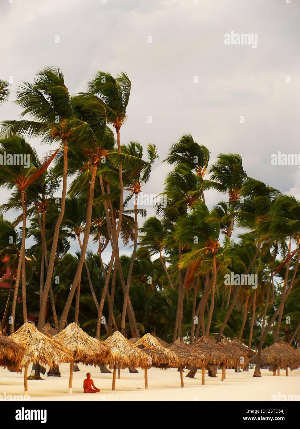 Ombrelloni e palme su una spiaggia all'alba Foto Stock