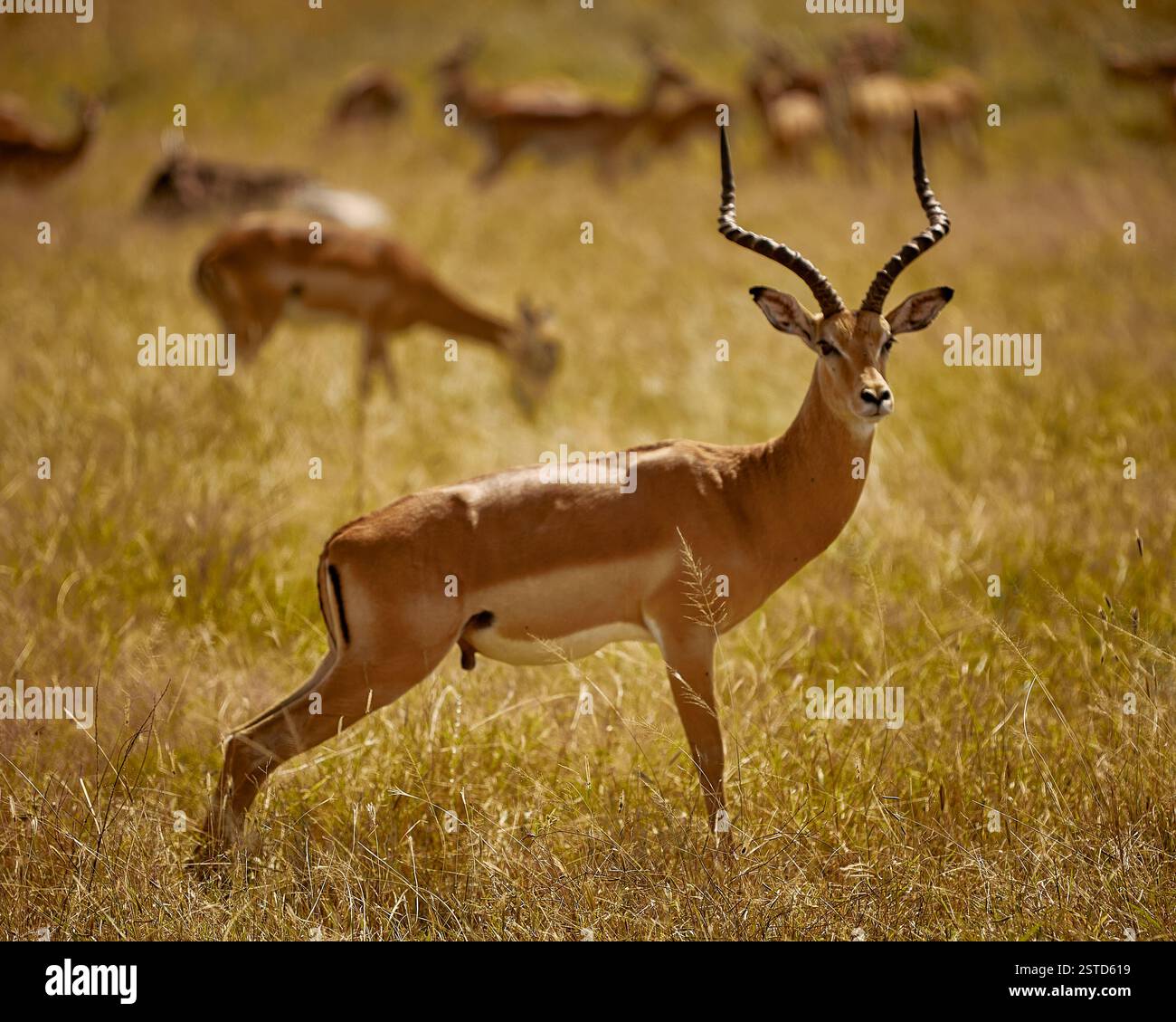 antilope Foto Stock