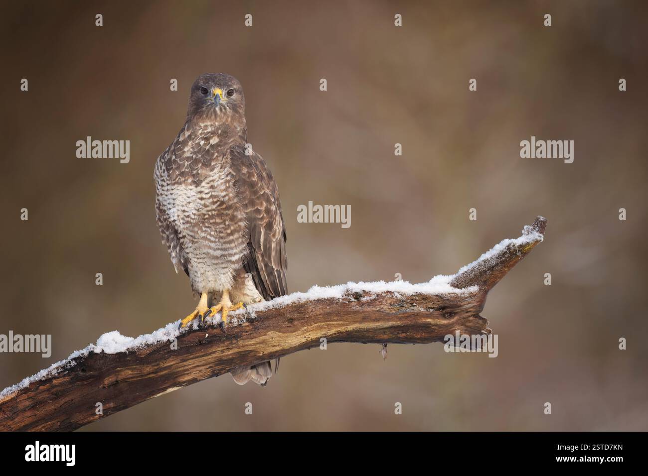 Ronzio comune seduto sul persico innevato, guardando, nel nord del Galles, buteo Foto Stock