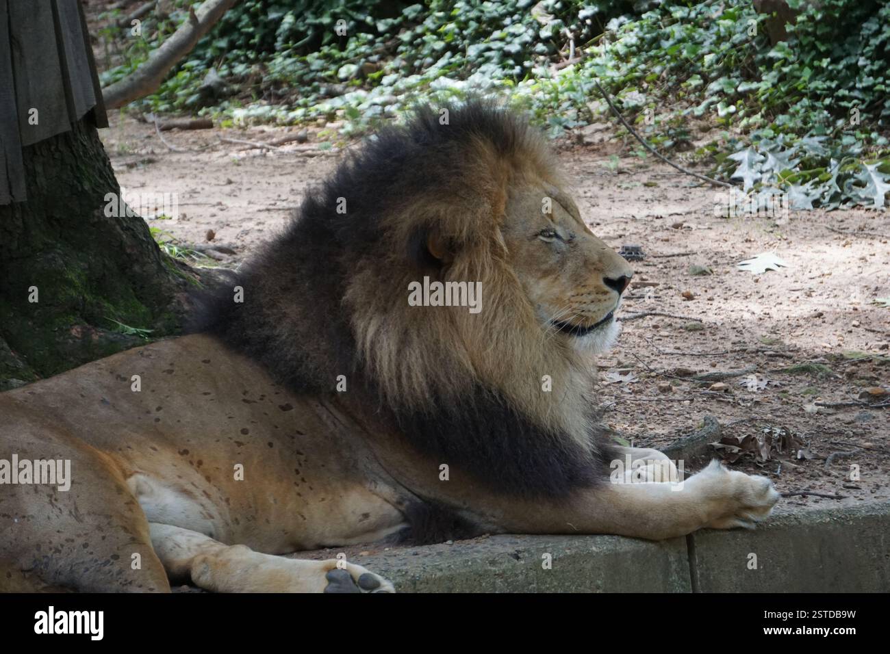 Primo piano della testa con una maestosa criniera di un potente leone africano maschio che riposa all'ombra sotto un albero dopo aver cacciato sul Serengeti Foto Stock