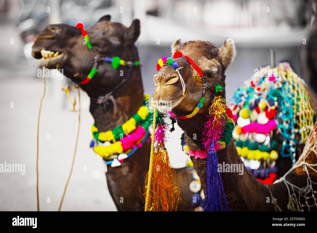 Due cammelli vestiti per la giustizia. Pushkar, India Foto Stock