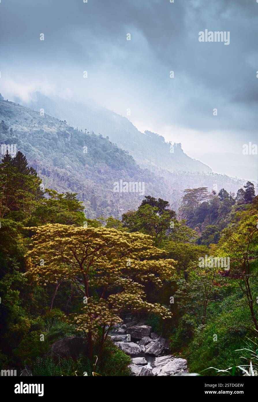 Panorama verticale spettacolare. Foresta e ruscello Foto Stock