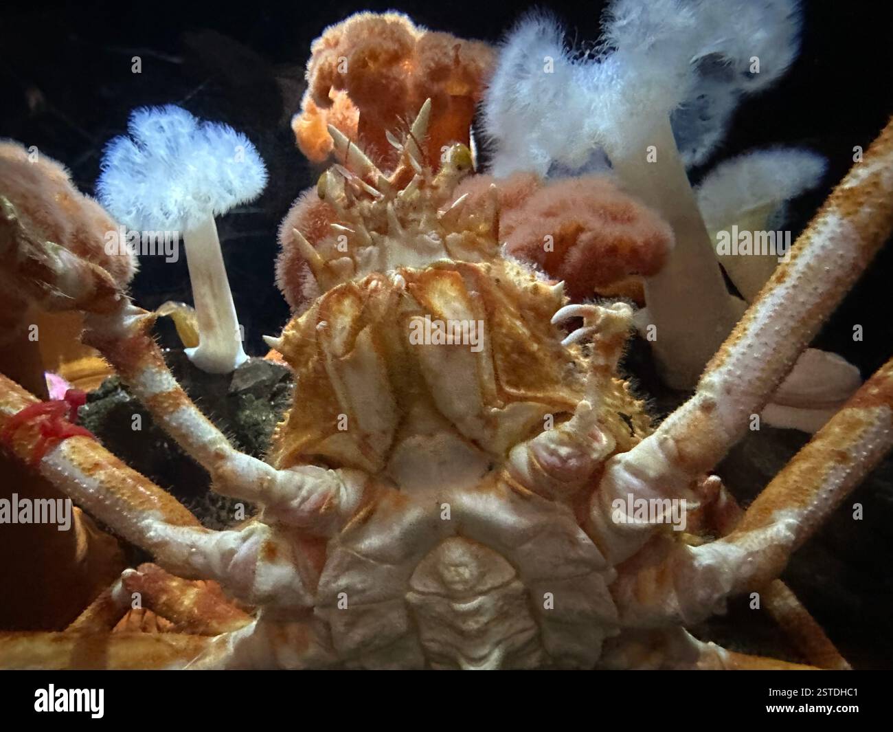 Granchio ragno giapponese al Georgia Aquarium Foto Stock