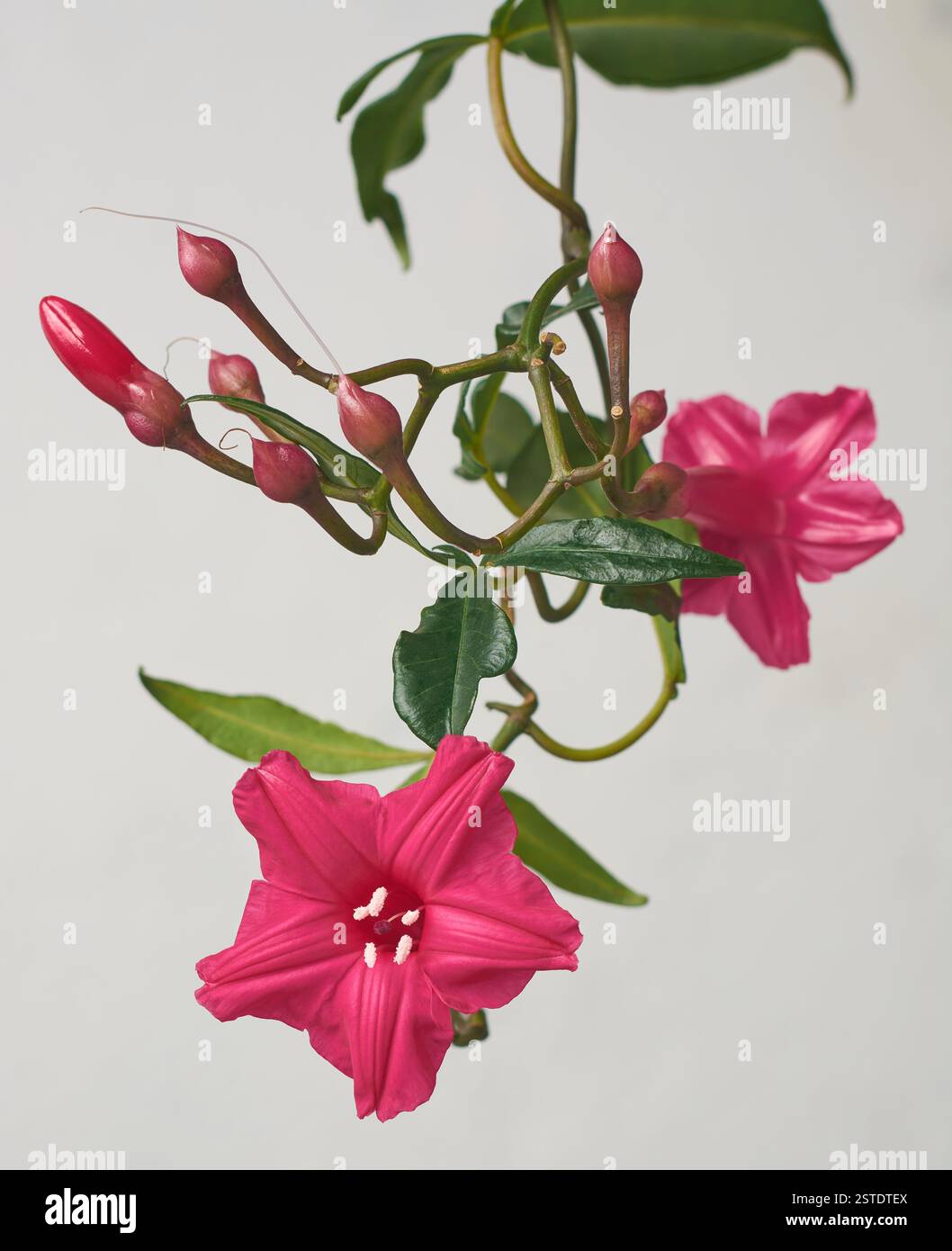 primo piano di un crepuscolo cardinale rosso intenso o di una vite vegetale di gloria mattutina di lady doorly con fiori su sfondo grigio isolato Foto Stock