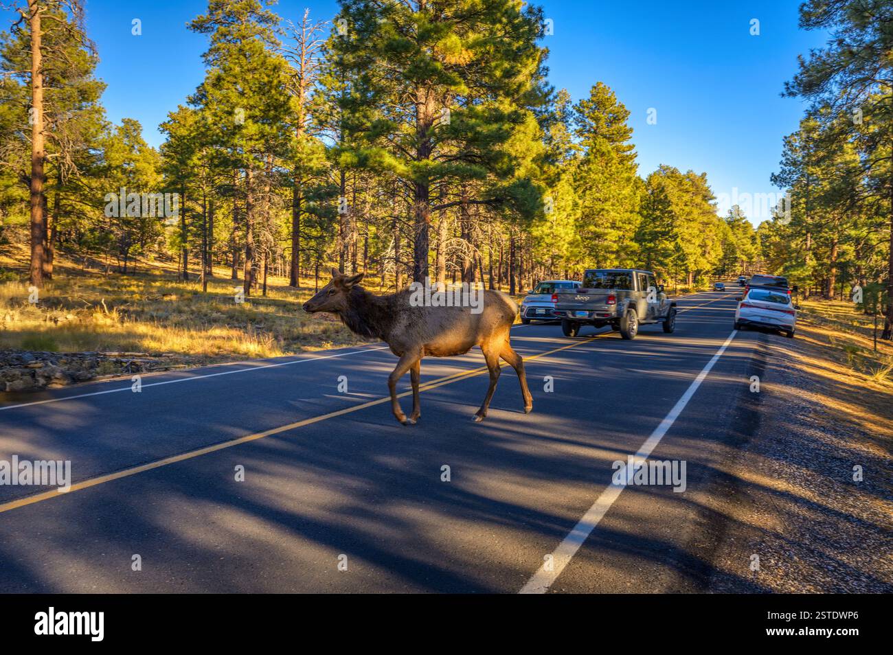 Elk attraversa una strada nel Parco Nazionale del Grand Canyon, causando l'arresto del traffico Foto Stock