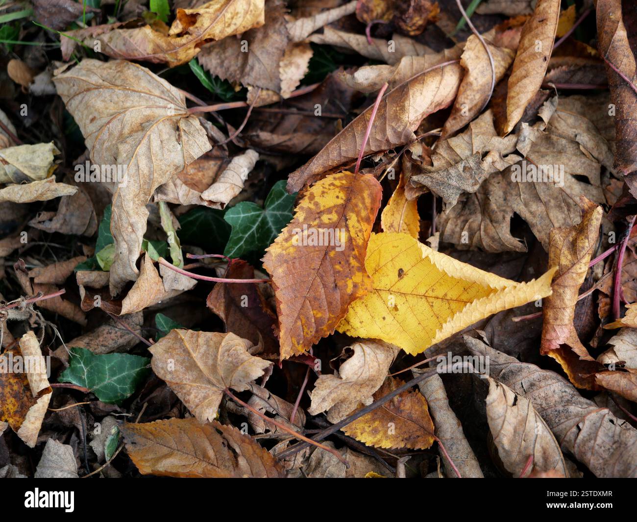 Foglie autunnali, oro, marrone e giallo formano un tappeto colorato sul pavimento della foresta. La fotografia naturalistica è perfetta per le decorazioni autunnali. Foto Stock