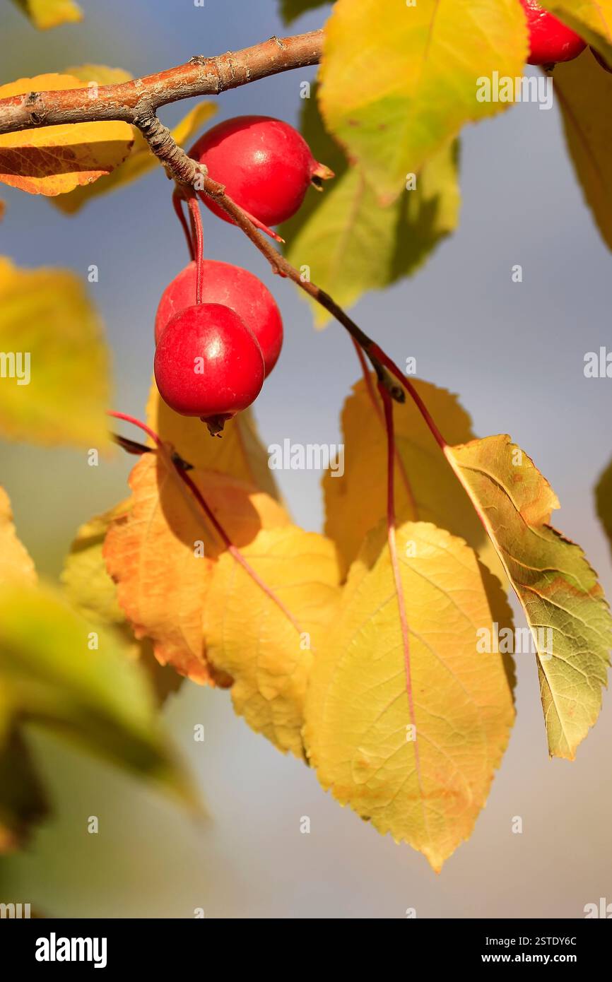 Close up chokecherry alberi da frutto Foto Stock