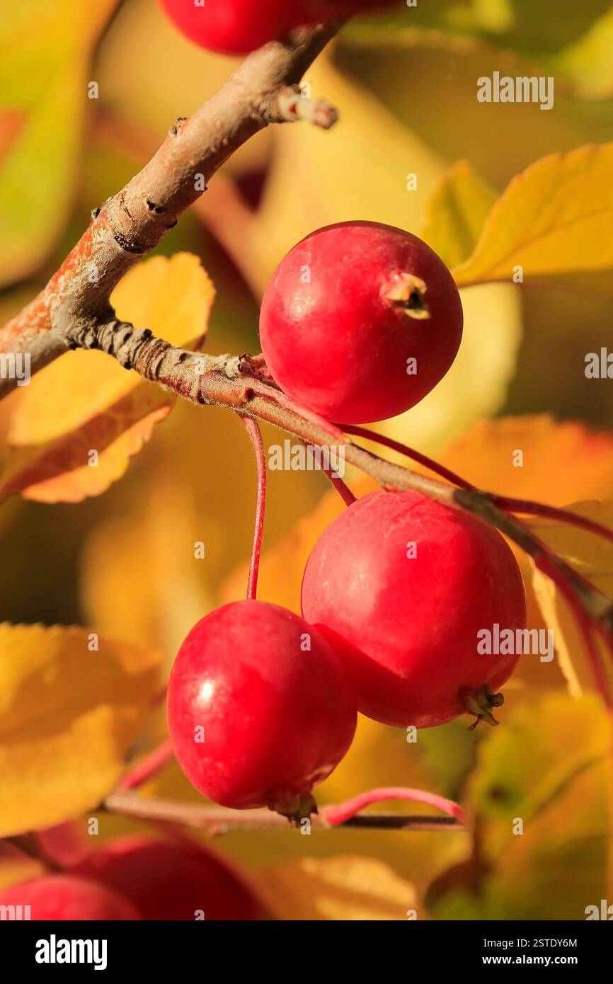 Close up chokecherry alberi da frutto Foto Stock