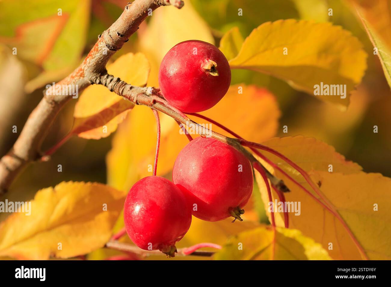 Close up chokecherry alberi da frutto Foto Stock