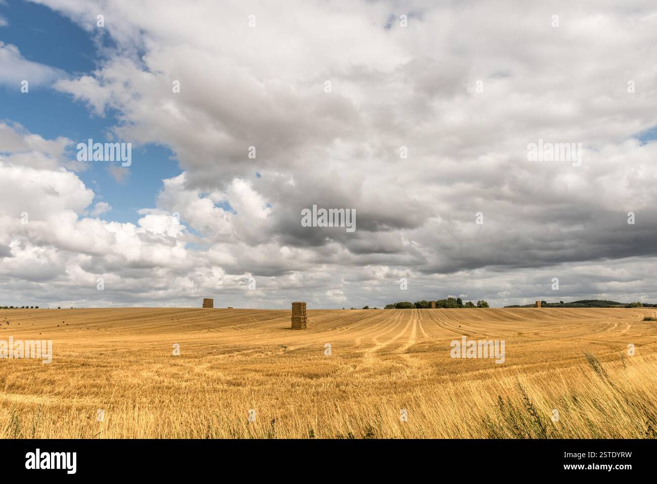 Balle di paglia impilate nel campo Foto Stock